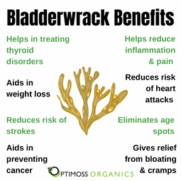 Sea Moss | Bladderwrack | Burdock Root Capsules